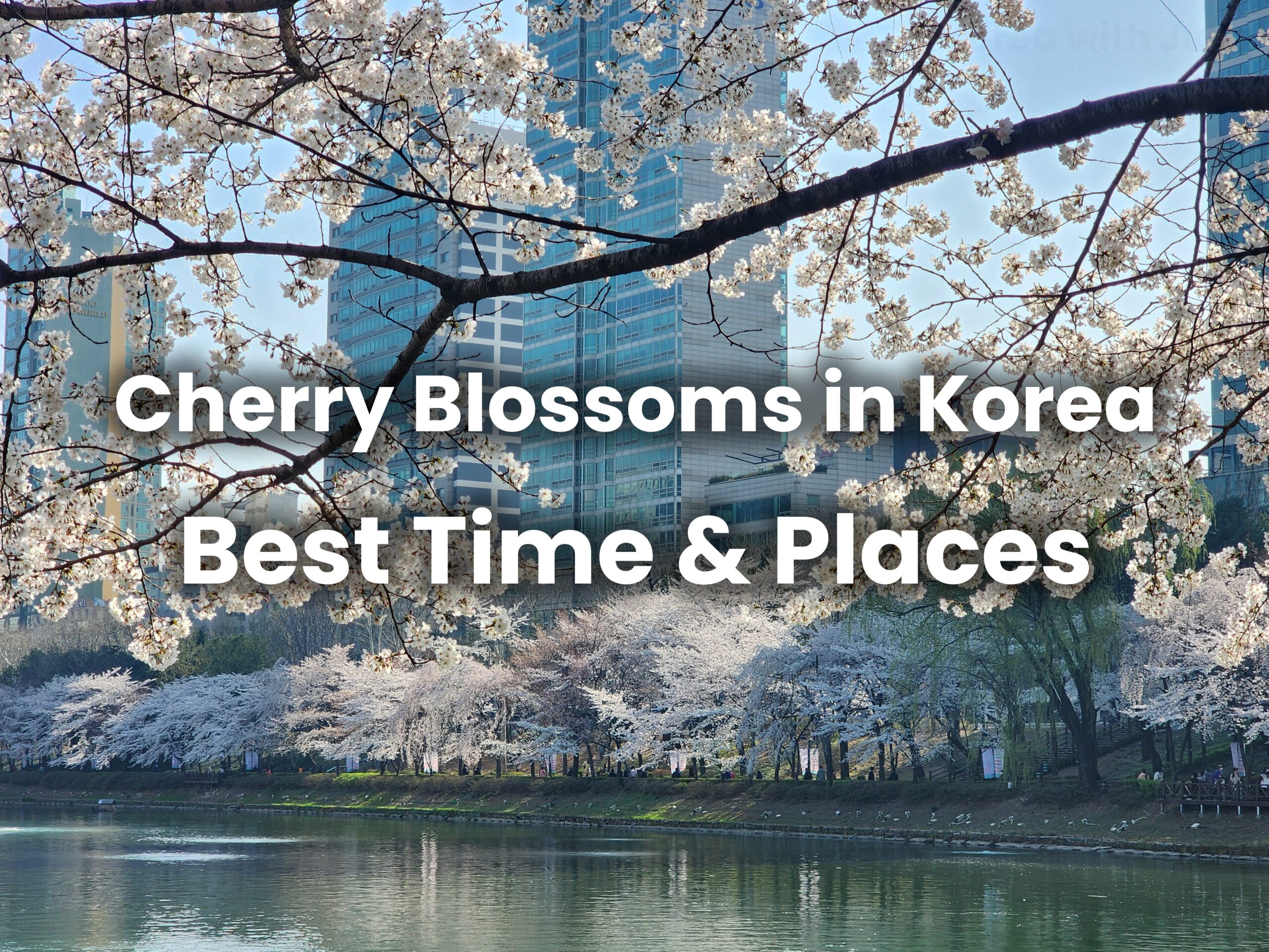 Cherry Blossoms in Korea 2026: When & Where to See Them (+ Best Festivals)